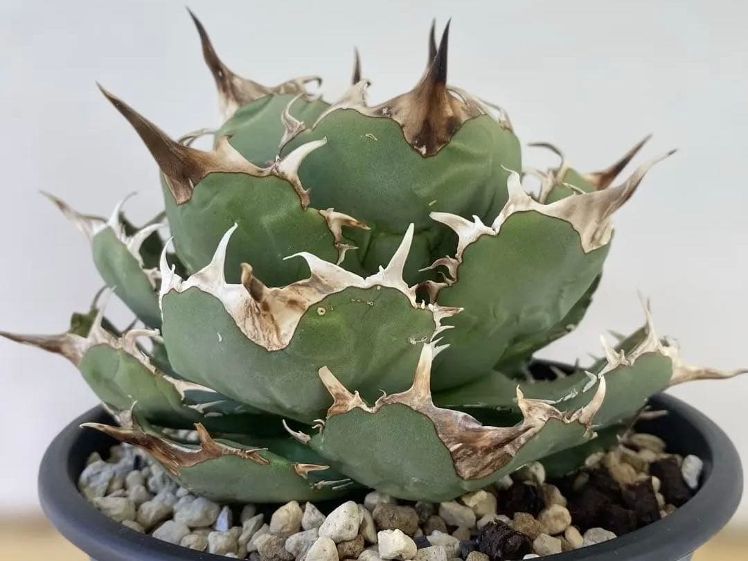 チタノタ　アングリーハート