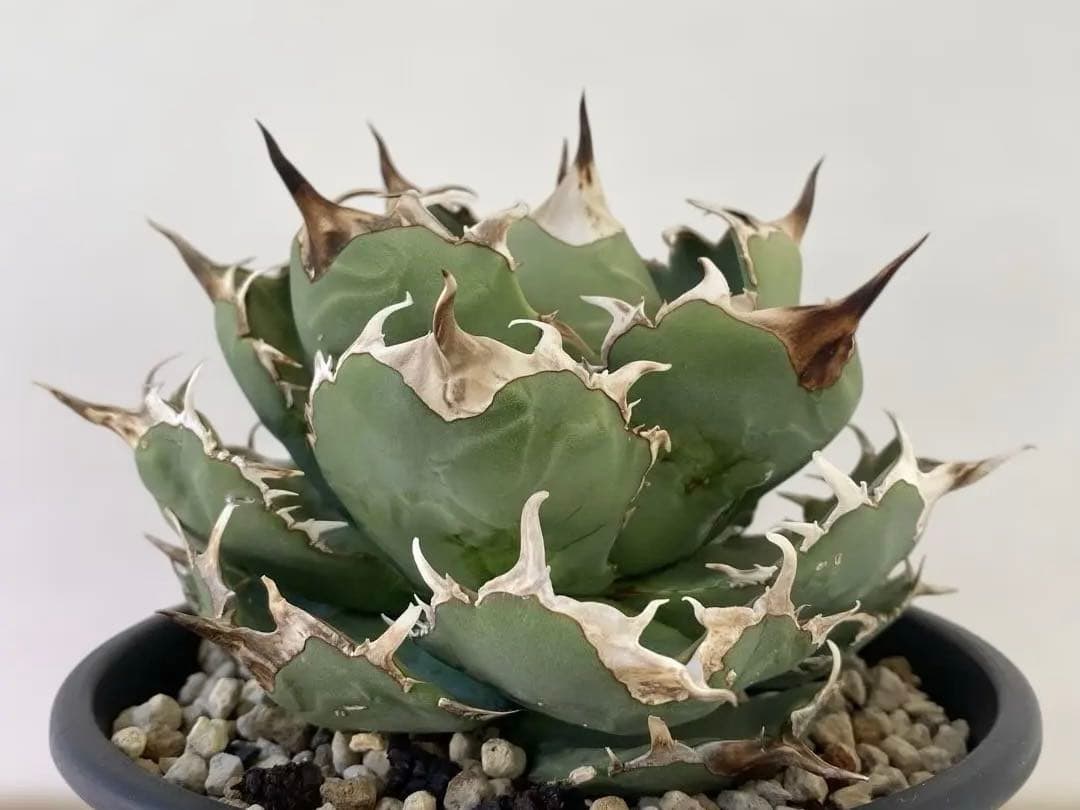 チタノタ　アングリーハート