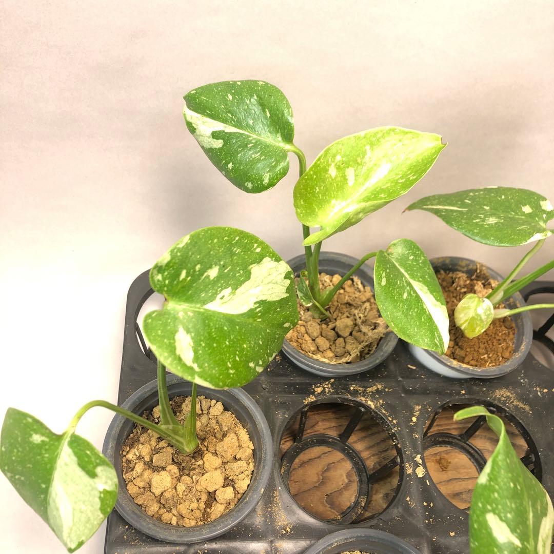 p*s様 10株セットms59【特別選抜】モンステラ・タイコンステレーション 斑