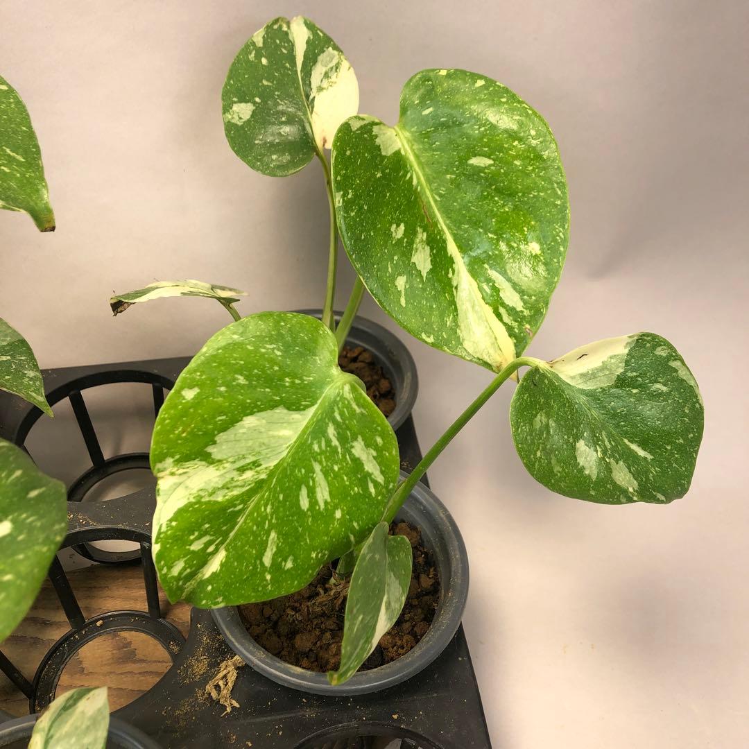 p*s様 10株セットms59【特別選抜】モンステラ・タイコンステレーション 斑