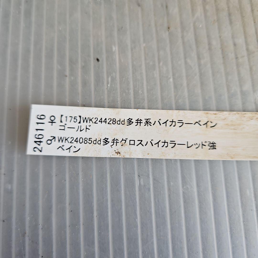 のぶさん様お取り置き苗㉖-350クリスマスローズ