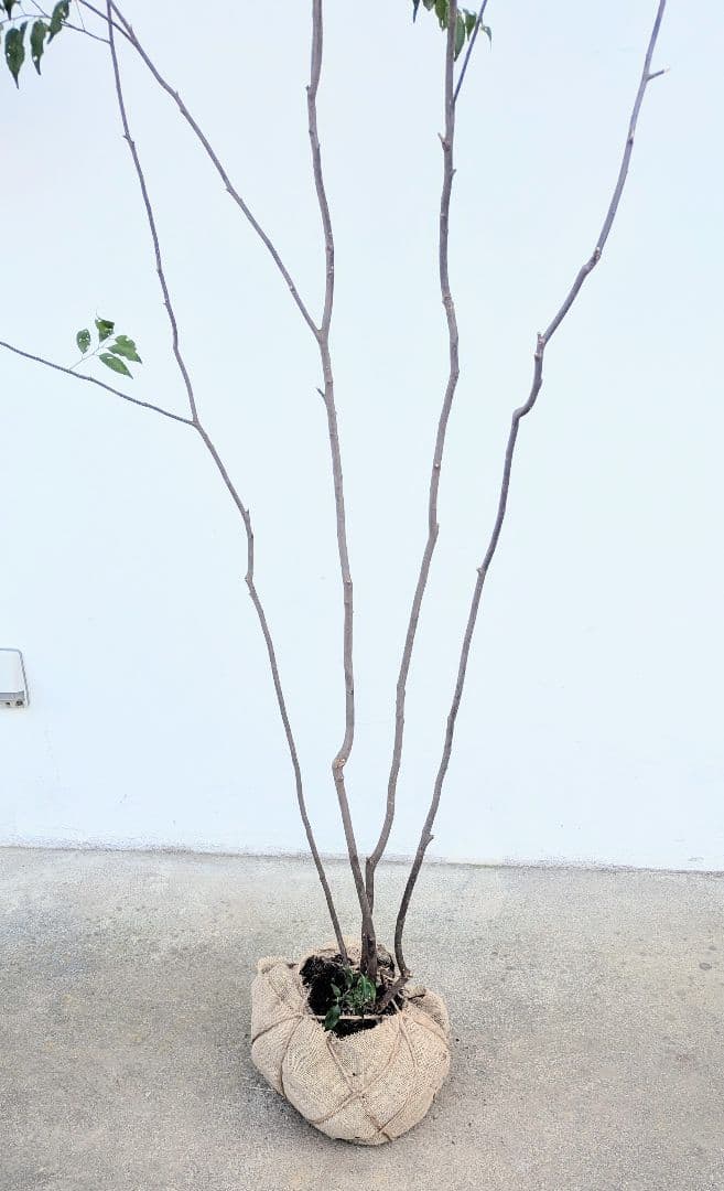 訳あり特価！山採りハイノキ。