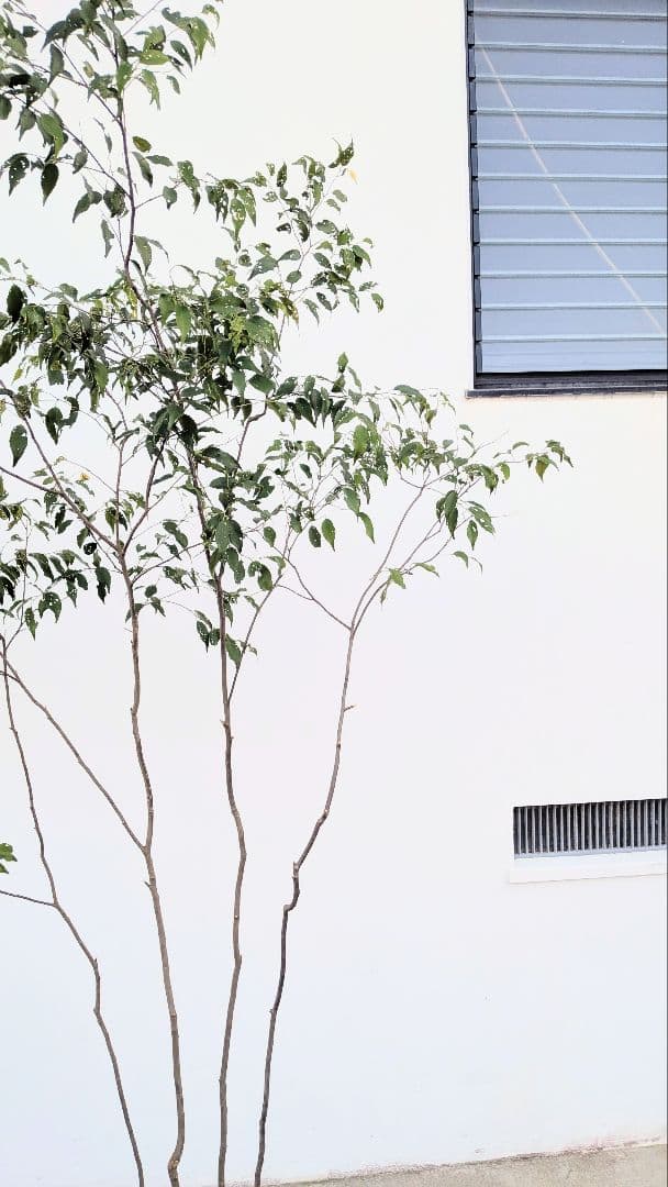 訳あり特価！山採りハイノキ。