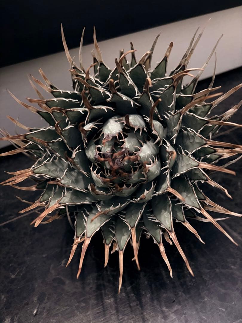 耐寒性アガベ エボリスピナ陽炎◇大株ドライガーデン多肉サボテン　チタノタ　ヤシ