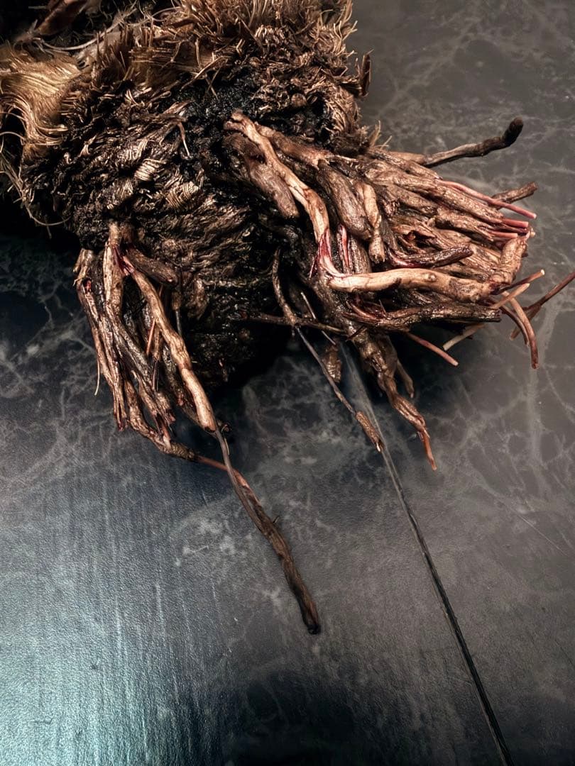 耐寒性アガベ エボリスピナ陽炎◇大株ドライガーデン多肉サボテン　チタノタ　ヤシ