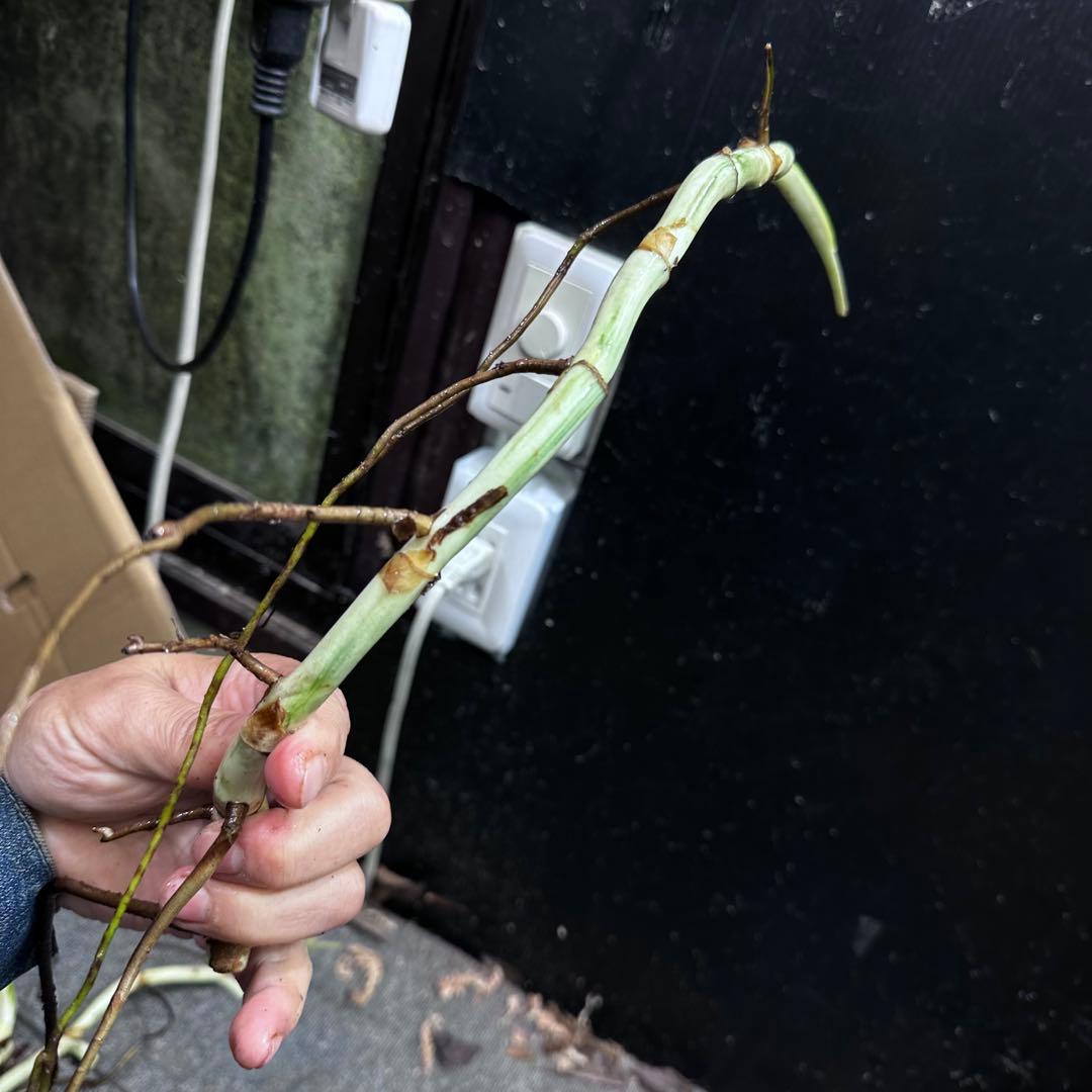 H*I様 斑入りモンステラホワイトタイガー茎8株おまとめ