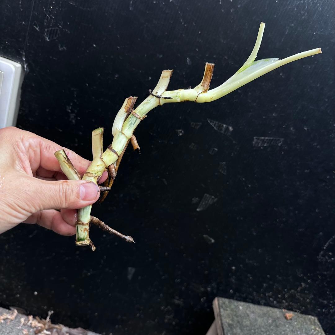 H*I様 斑入りモンステラホワイトタイガー茎8株おまとめ