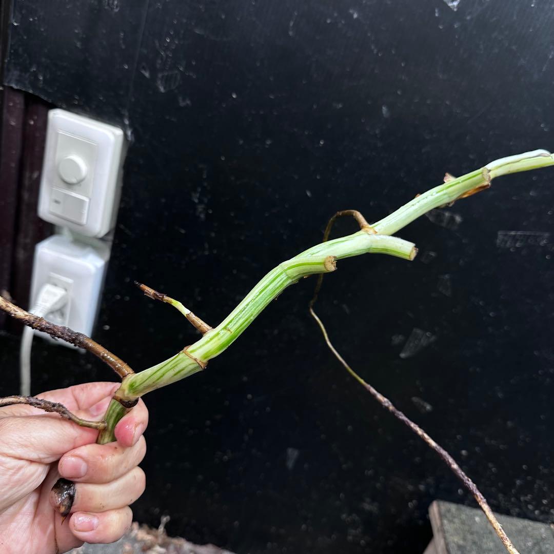 H*I様 斑入りモンステラホワイトタイガー茎8株おまとめ