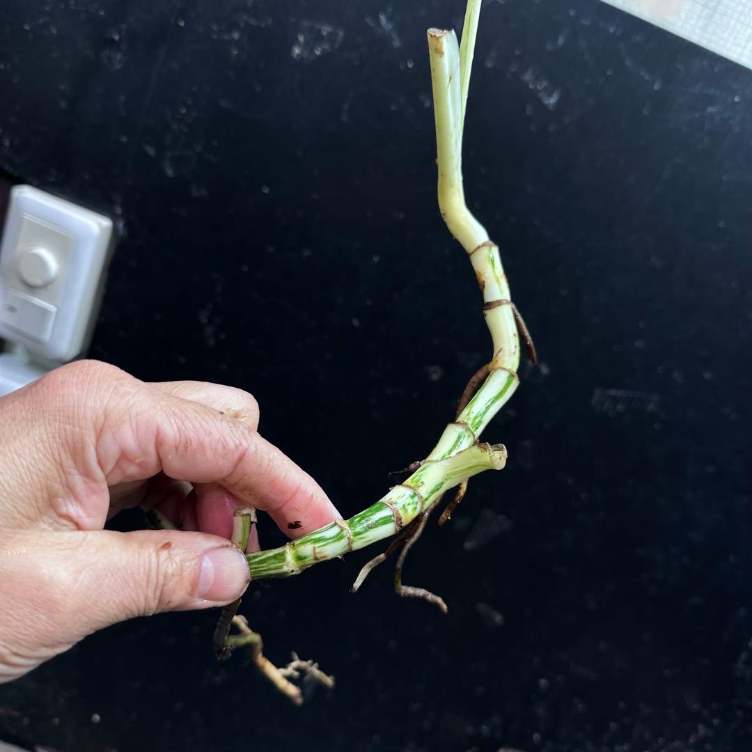 H*I様 斑入りモンステラホワイトタイガー茎8株おまとめ