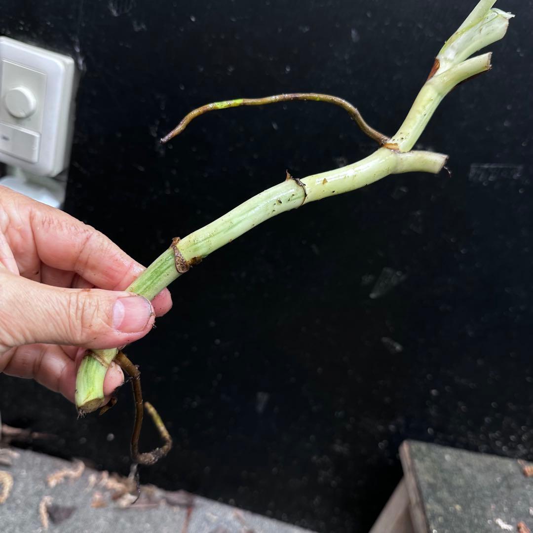 H*I様 斑入りモンステラホワイトタイガー茎8株おまとめ