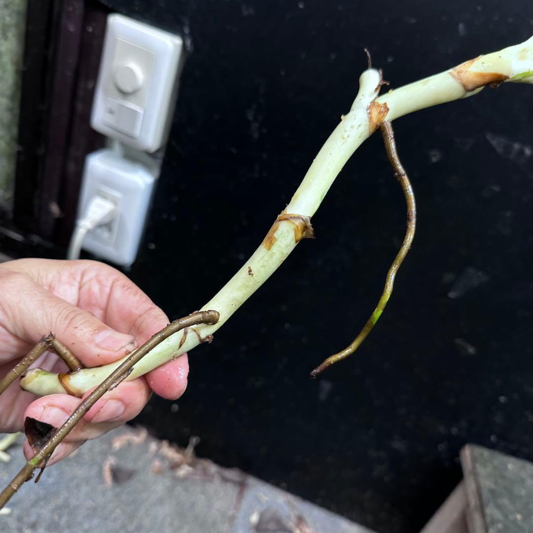 H*I様 斑入りモンステラホワイトタイガー茎8株おまとめ