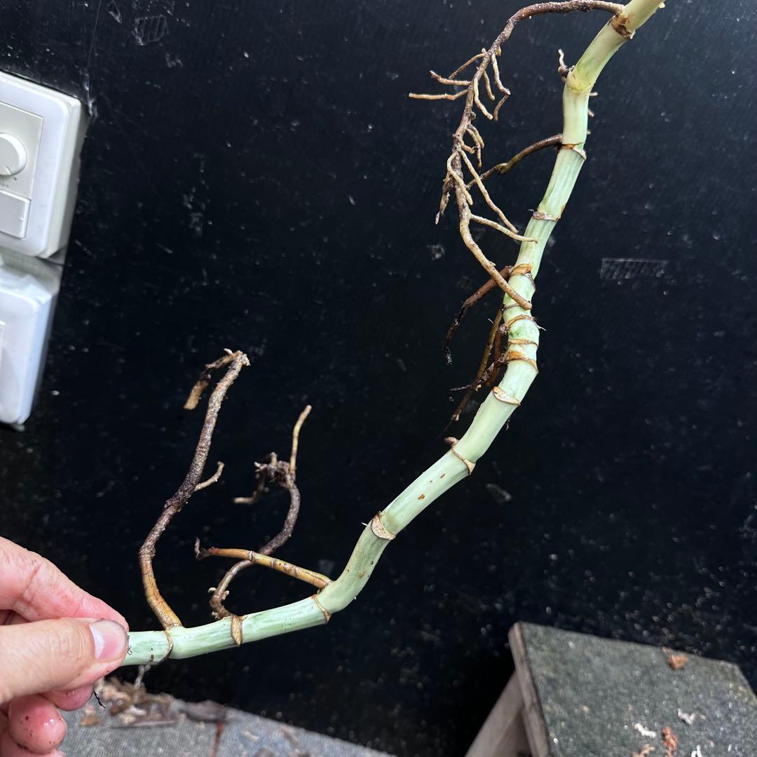 H*I様 斑入りモンステラホワイトタイガー茎8株おまとめ