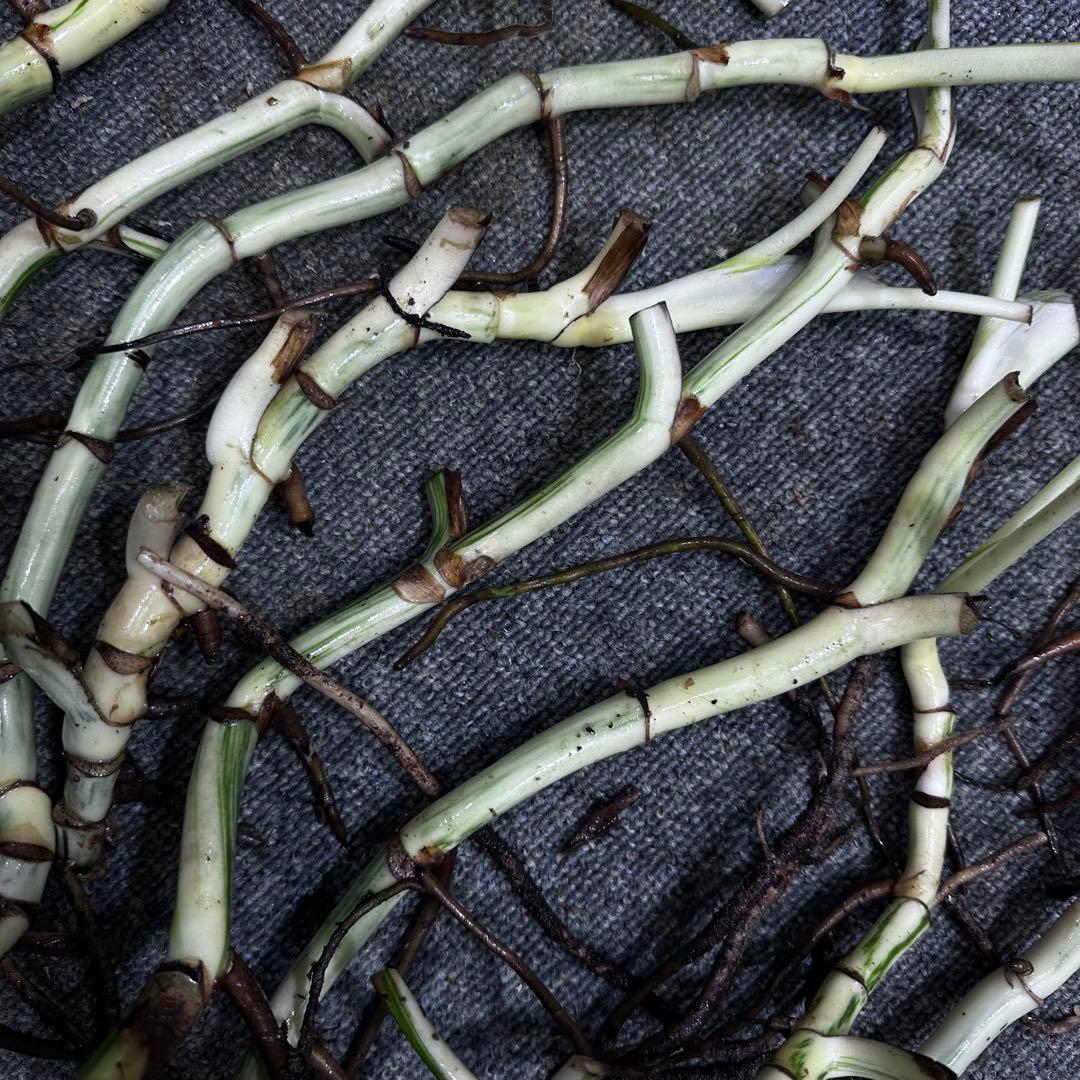 H*I様 斑入りモンステラホワイトタイガー茎8株おまとめ