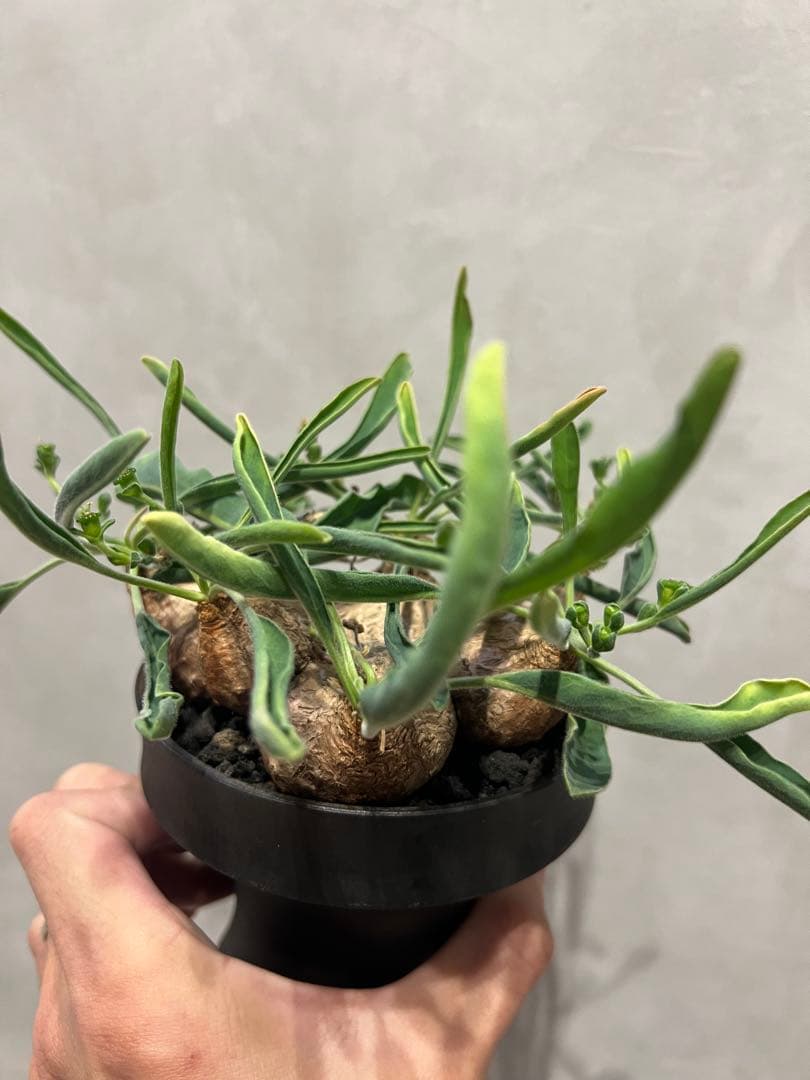 ユーフォルビア　ツベローサ　塊根植物