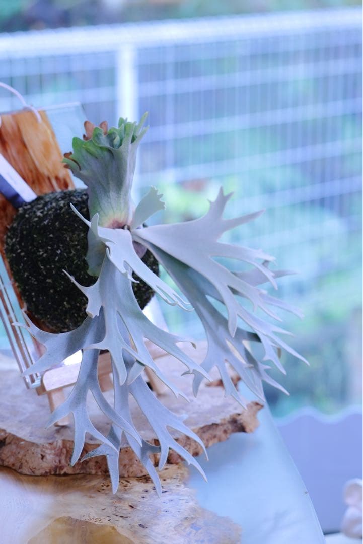 P. Gabriel ビカクシダ