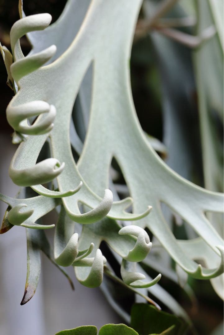 P. Gabriel ビカクシダ