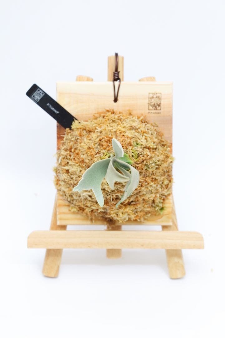 P. Gabriel ビカクシダ