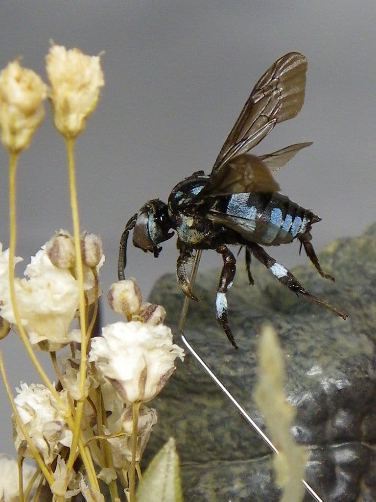 幸福の青い蜂　ビネット標本
