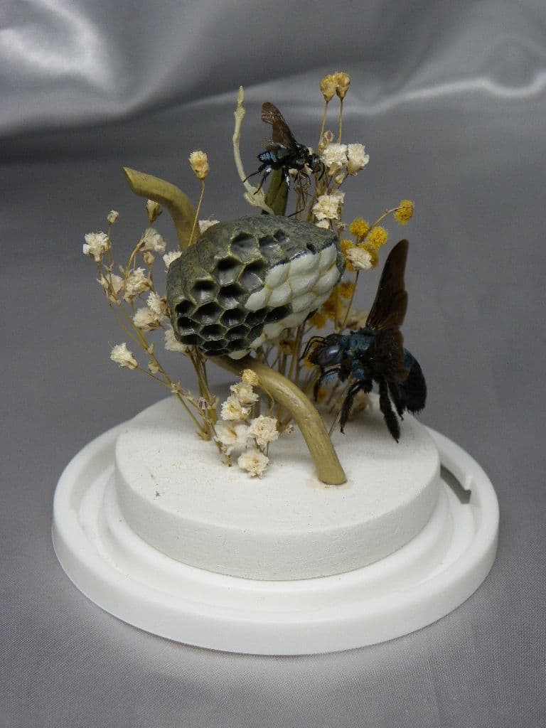 幸福の青い蜂　ビネット標本