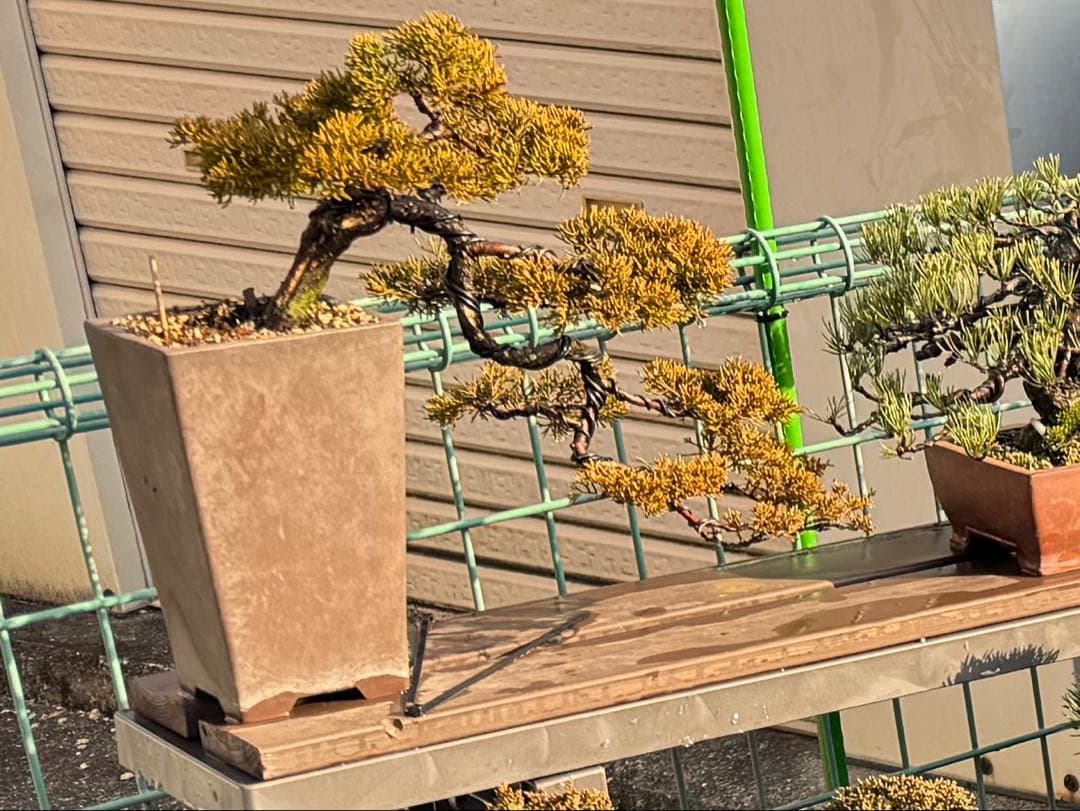 盆栽　真柏　糸魚川　懸崖