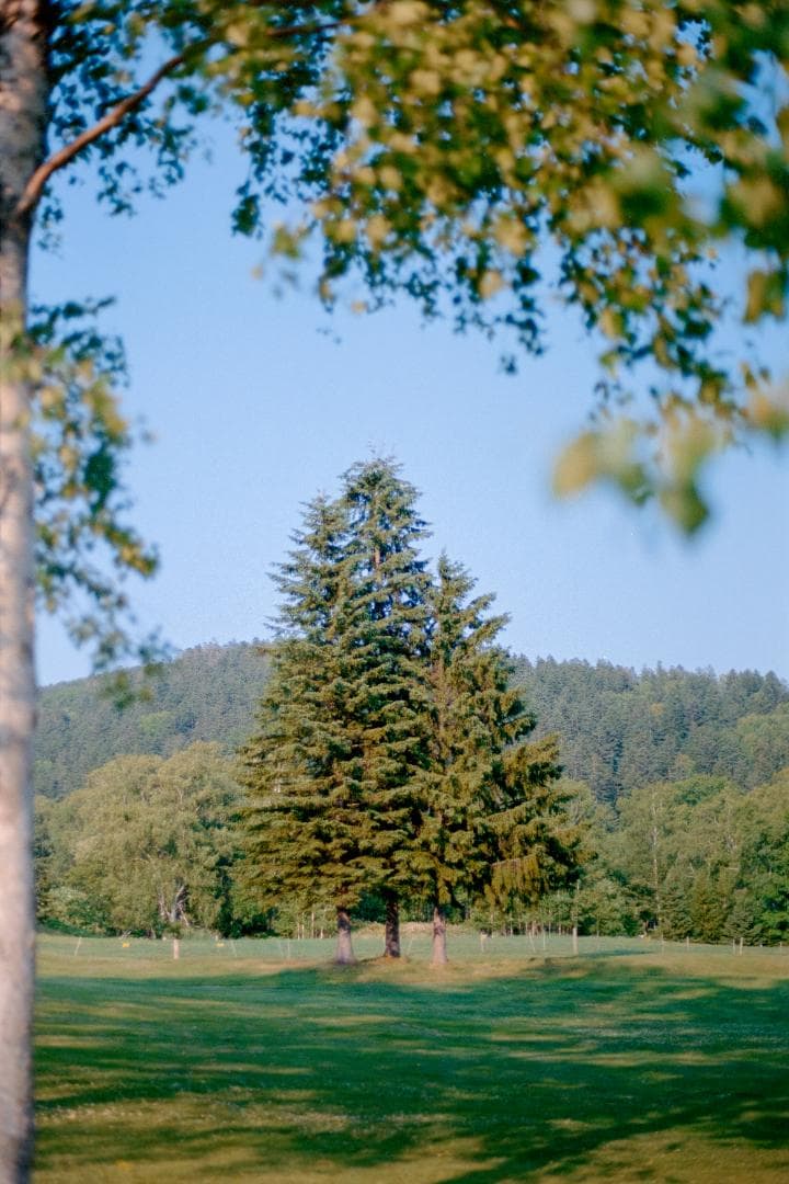 CONTAX Aria 70 Years コンタックス アリア