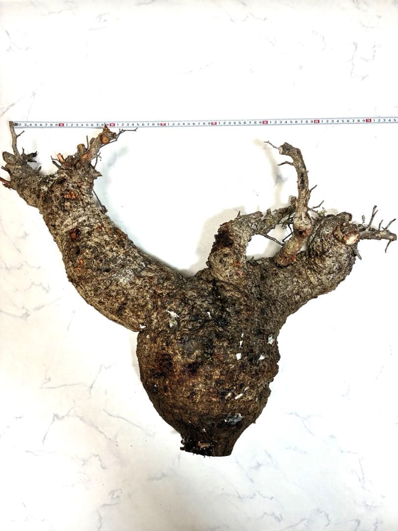 オペルクリカリアパキプス　ベアルート株