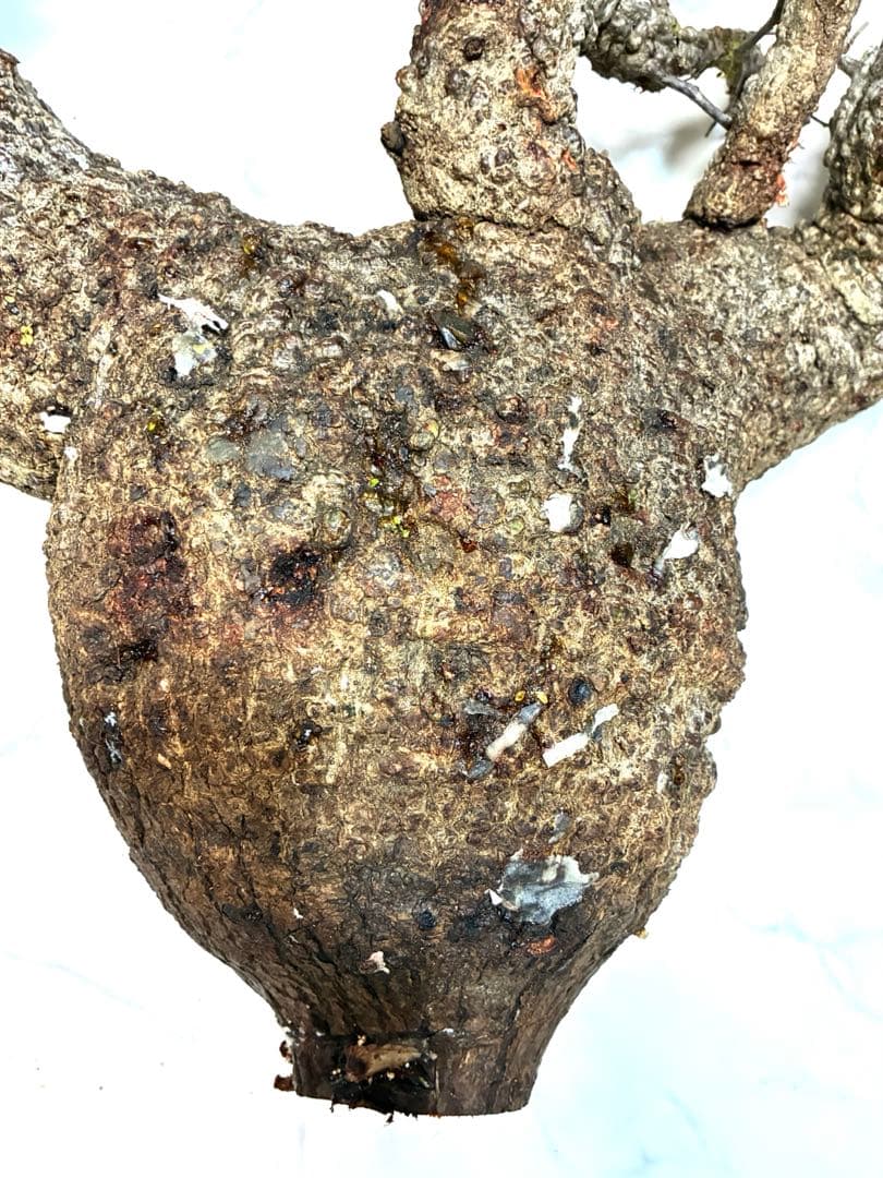 オペルクリカリアパキプス　ベアルート株