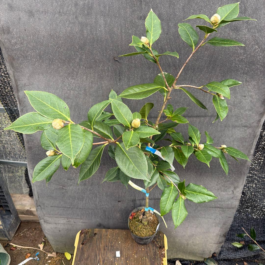 dokuman レイジェントリー3と此の糸2点セット