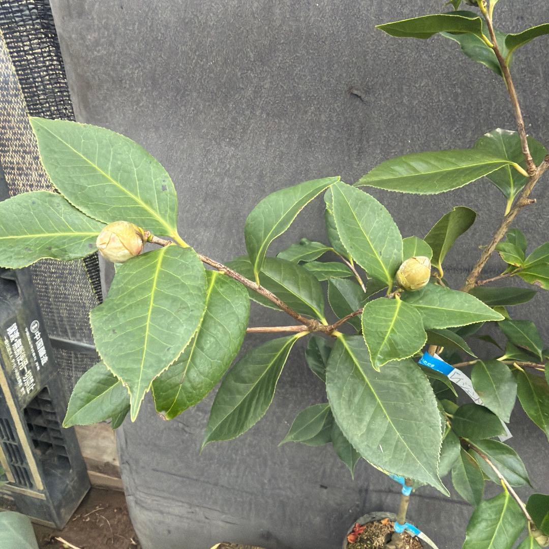 dokuman レイジェントリー3と此の糸2点セット