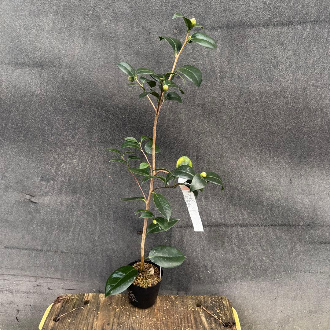 dokuman レイジェントリー3と此の糸2点セット