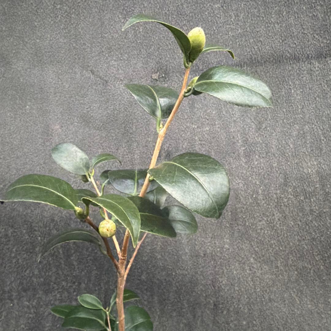 dokuman レイジェントリー3と此の糸2点セット