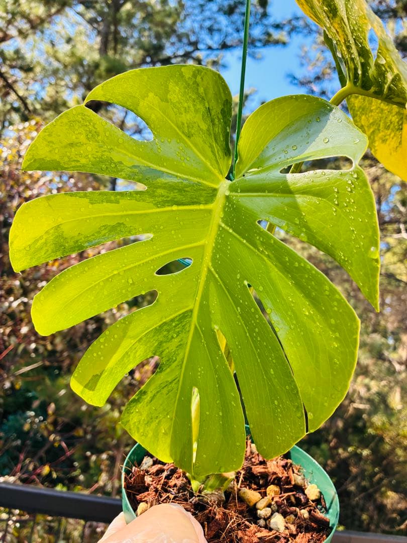 超絶希少❗️【美班】 モンステラ　イエローマリリン　デリシオーサ　黄斑モンステラ