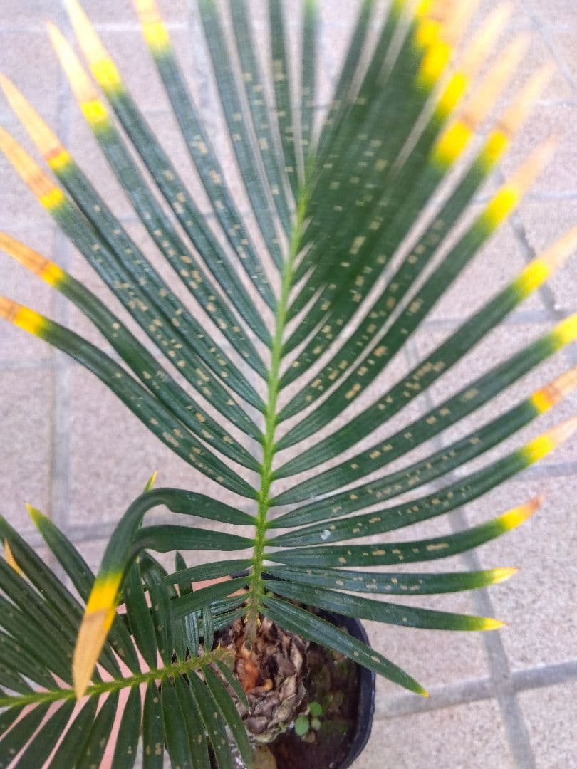 金環ソテツ　2.5号ポットつき　2株セット❗　い