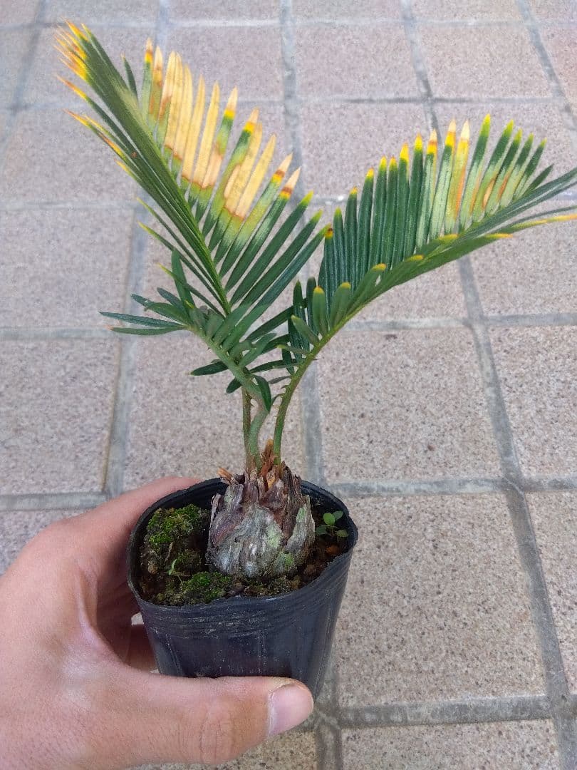 金環ソテツ　2.5号ポットつき　2株セット❗　い