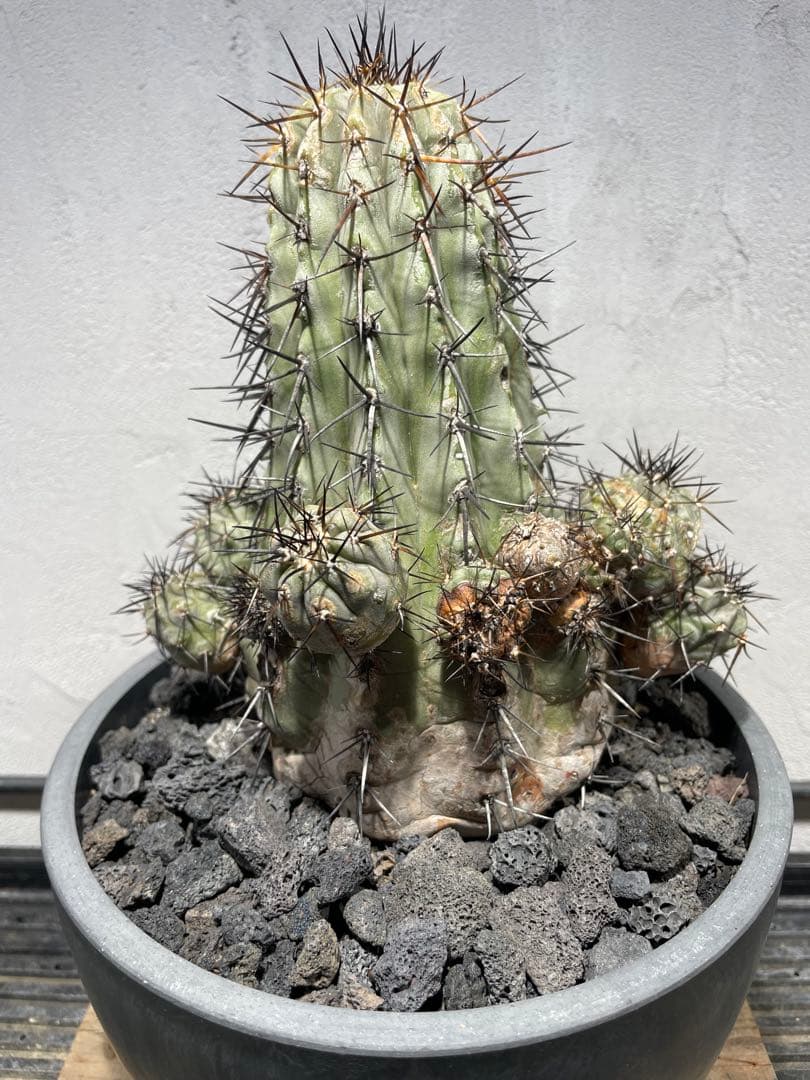 t*e様 黒王丸(16個子株付き)