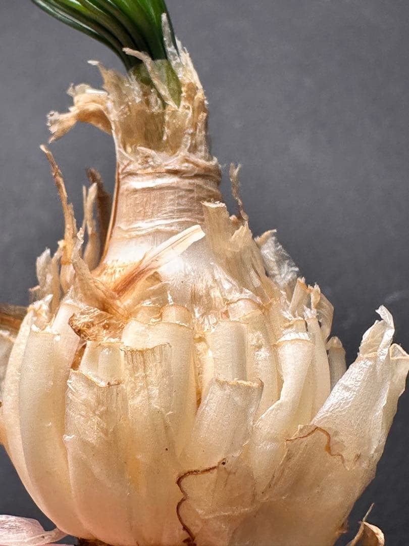 517珍奇植物ゲチリス ナマクエンシス ケープバルブ 南アフリカ原産 希少現地株