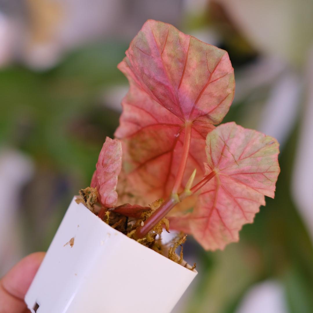 Begonia  Capped Variegata｜ベゴニア