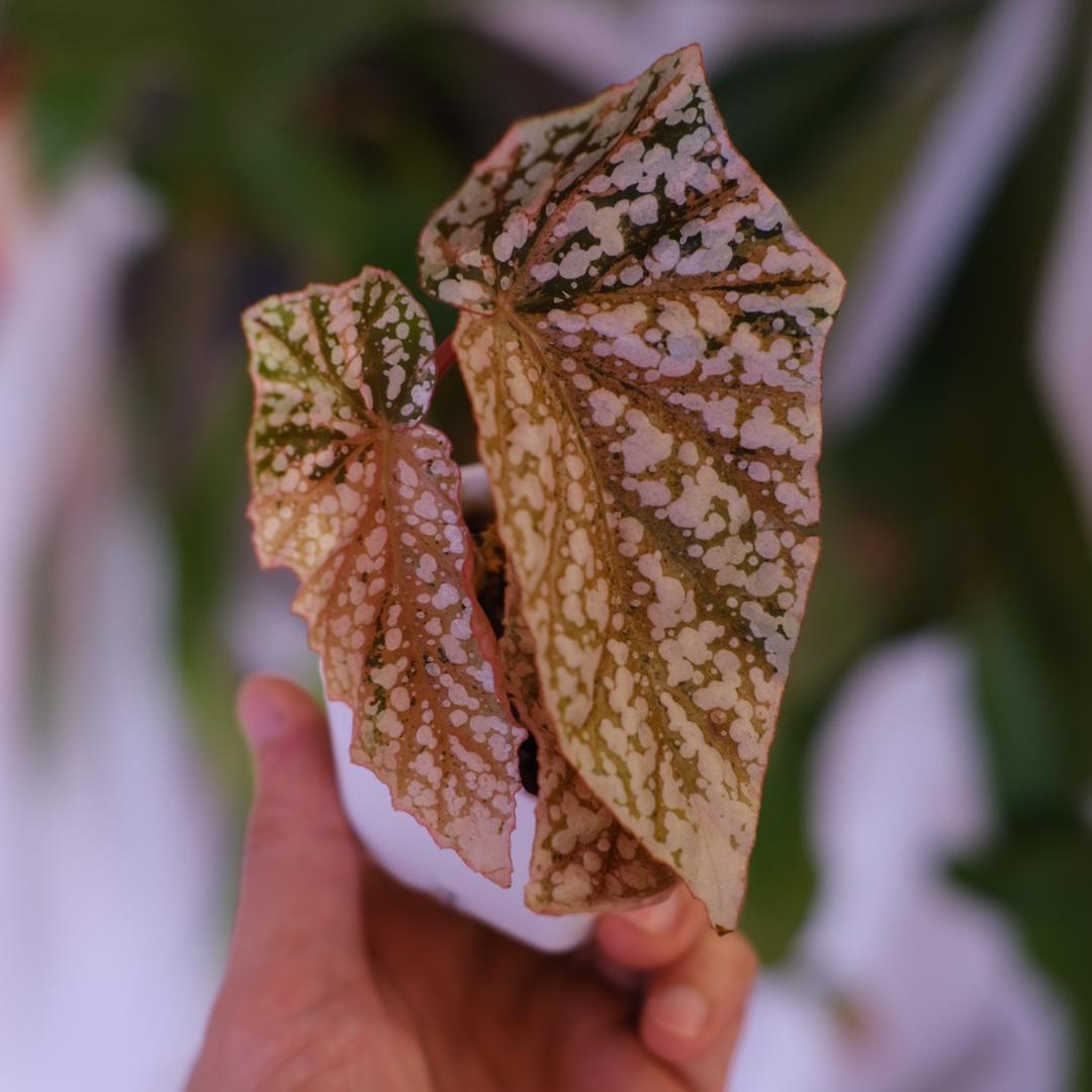 Begonia  Capped Variegata｜ベゴニア