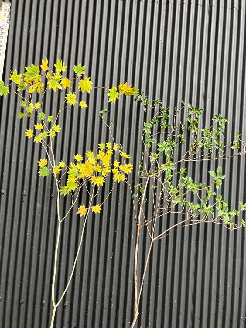 山採り　コハウチワカエデ　バイカツツジ　混合株