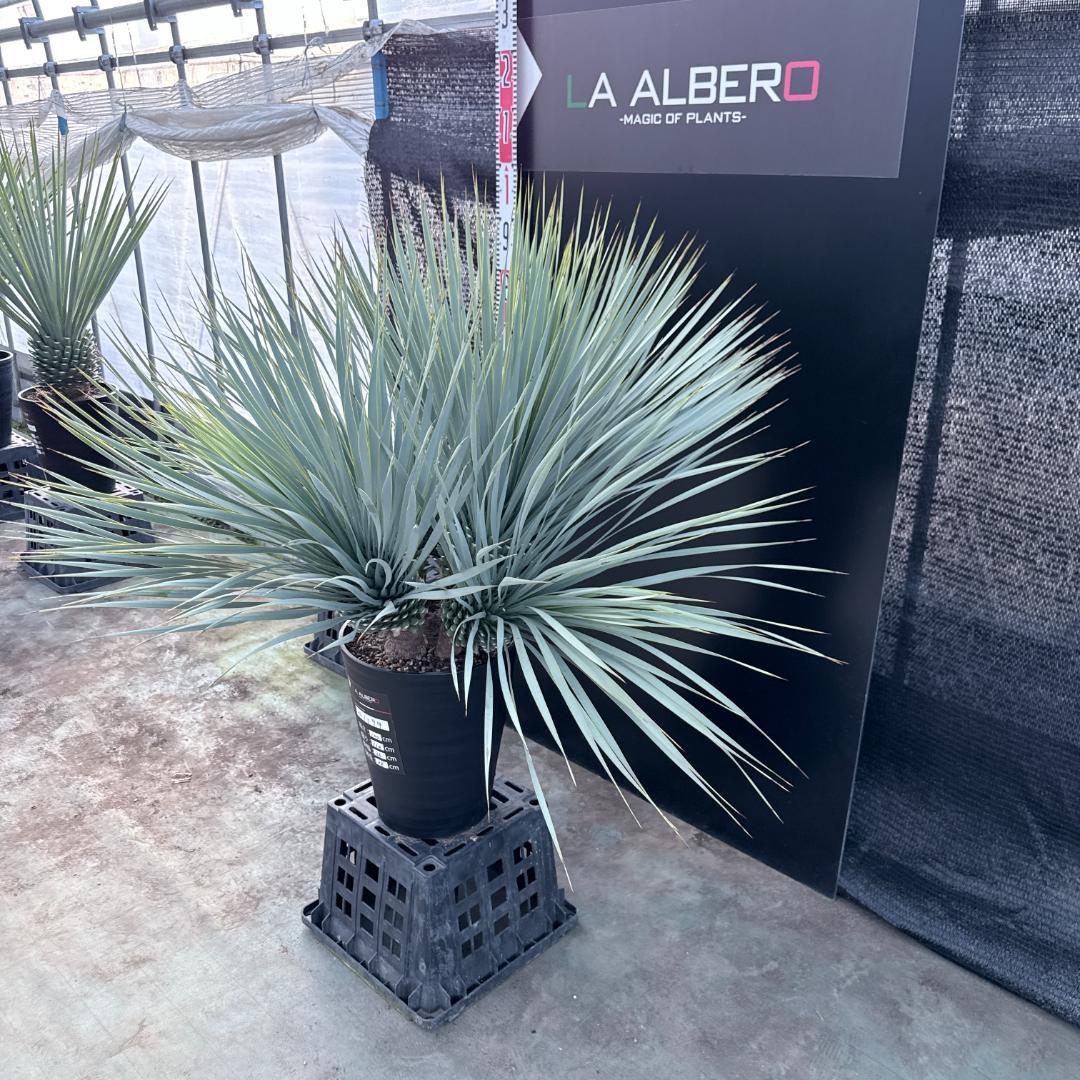 【AL1194】ユッカ　ロストラータ　超希少４分頭株