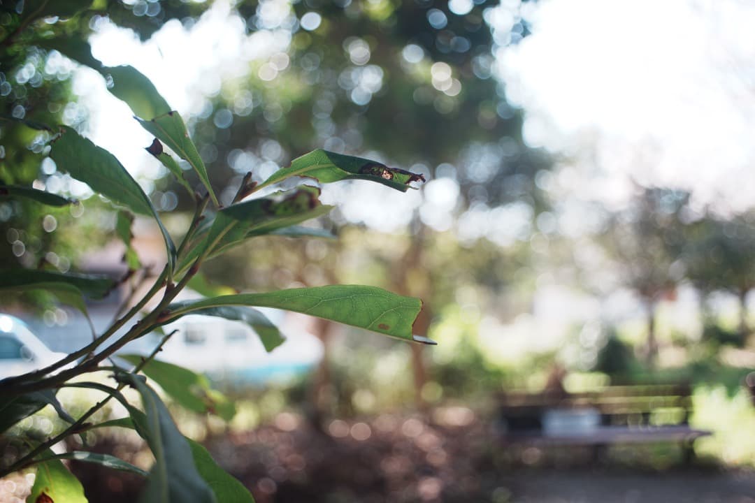 【希少・極美品】 Super Takumar 24mm F3.5 788