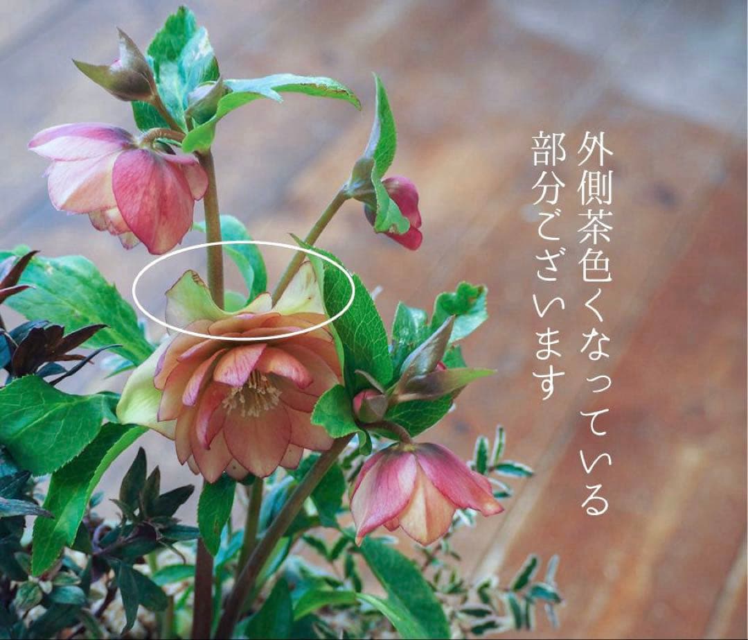 【お値引品】ウィンターシンフォニー寄せ植え