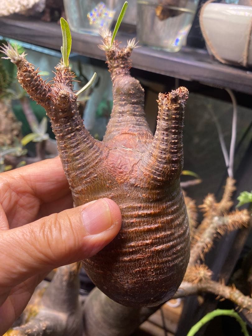 グラキリス 発根管理中 現地球