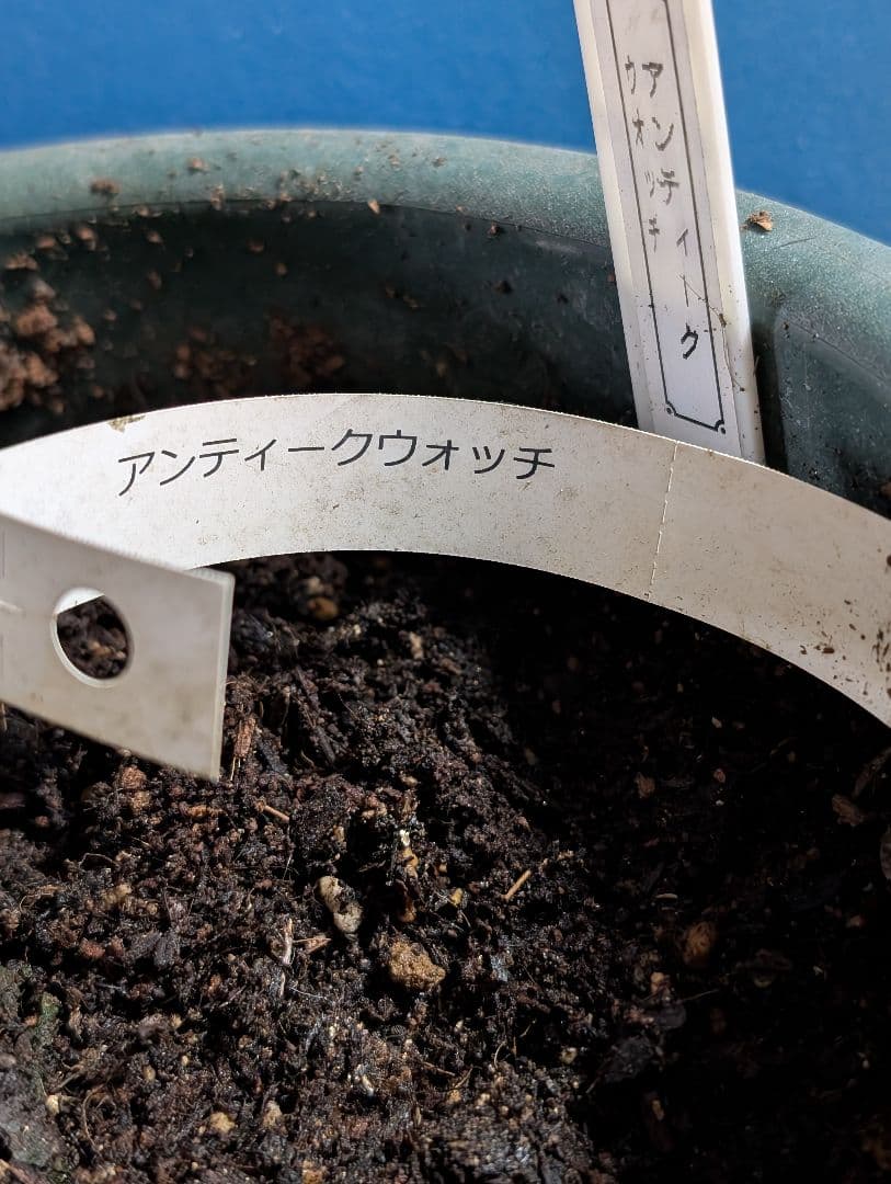 専用★薔薇：藤色のロゼット咲き【アンティークウ◯◯〇】大苗～中苗程度他1品種