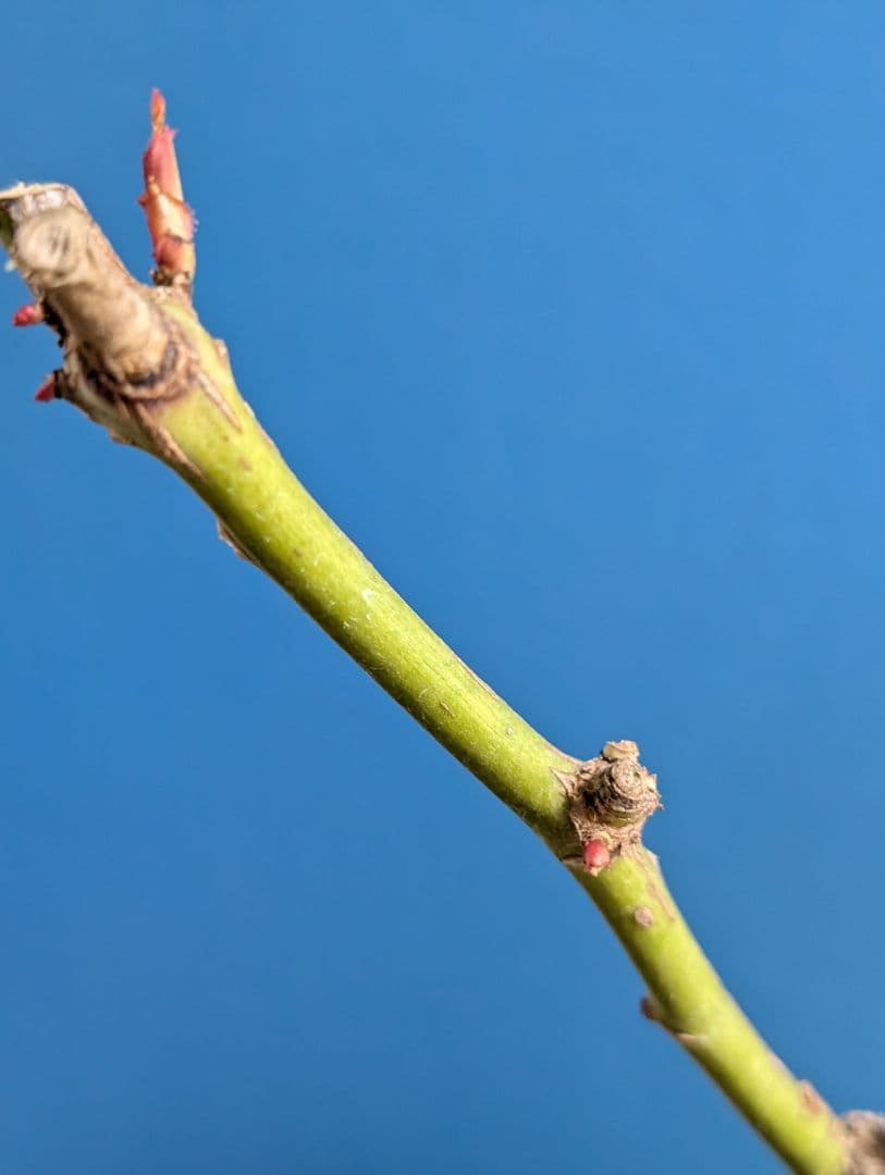 専用★薔薇：藤色のロゼット咲き【アンティークウ◯◯〇】大苗～中苗程度他1品種