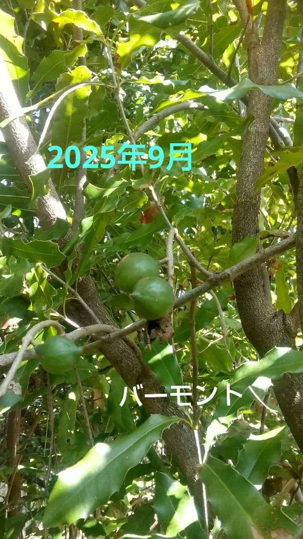 【マカダミアナッツ取り木】 ☀限定特別販売ご案内 バーモント、バーディック