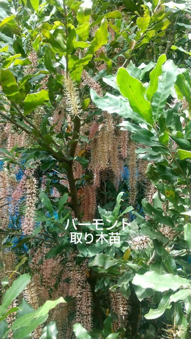 【マカダミアナッツ取り木】 ☀限定特別販売ご案内 バーモント、バーディック