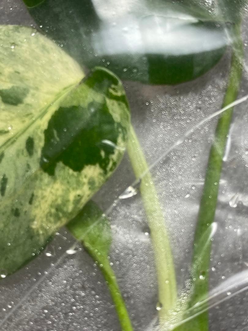 終*7様 【セール‼️】モンステラ　デリシオーサ　バルバソー　フシギダネ/ベトシ