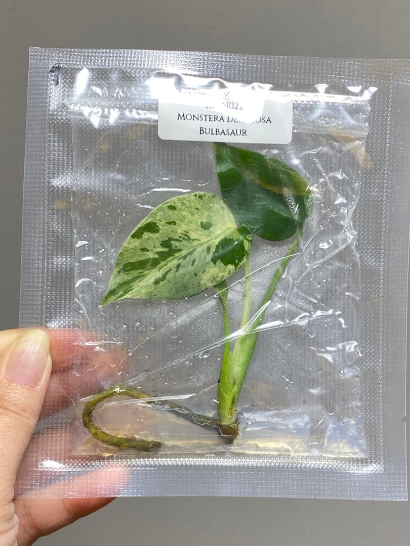 終*7様 【セール‼️】モンステラ　デリシオーサ　バルバソー　フシギダネ/ベトシ
