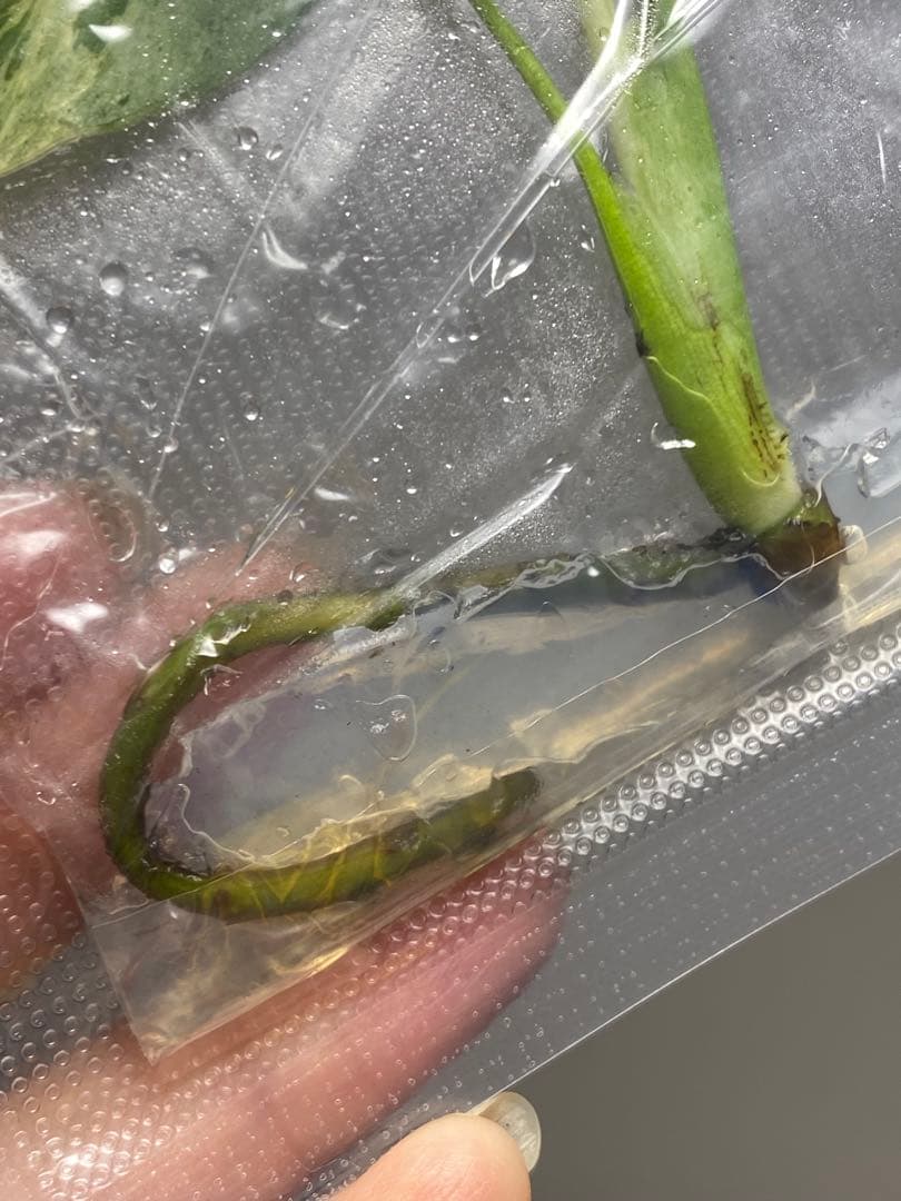 終*7様 【セール‼️】モンステラ　デリシオーサ　バルバソー　フシギダネ/ベトシ